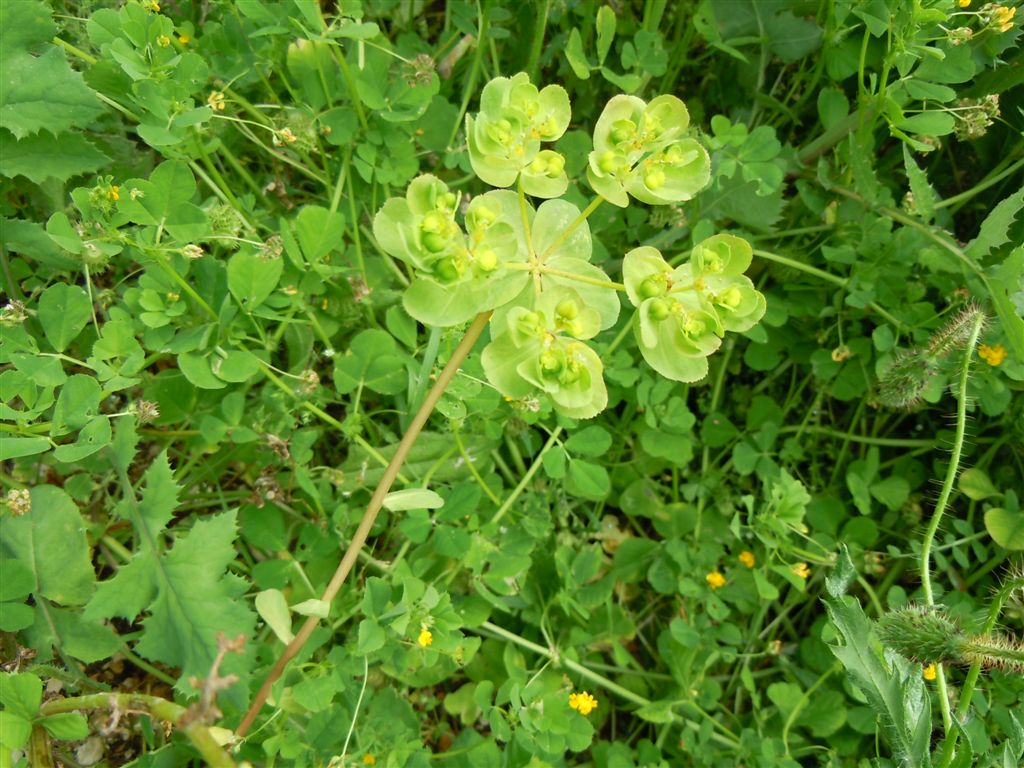 Euphorbia helioscopia